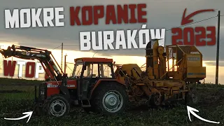 🇵🇱Mokre Kopanie Buraków 2023!?➜Massey Nie dał Rady!?☆Czyli Ekstremalne Warunki aż Nocy!?🔥Daniel12