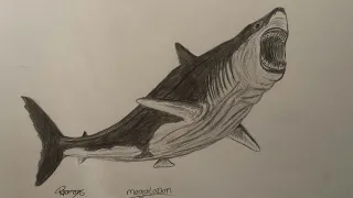 How to draw the Megalodon