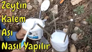 Zeytin Kalem Aşısı Ayrıntılı Anlatım