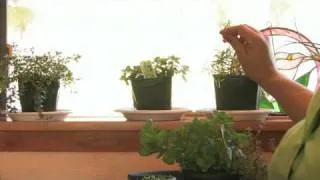Growing Herbs : How to Grow an Herb Garden Indoors