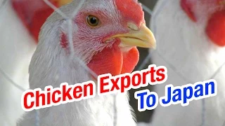 AP CM Chandrababu plans to export Chicken to Japan - Teenmaar News (20-02-2015)