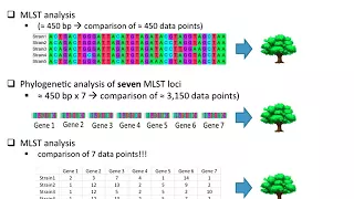 WGS-based Multilocus Sequence Typing