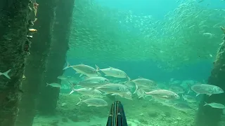 🛑 RIBUAN EKOR GIANT TREVALLY BERSARANG DIBAWAH JEMBATAN ||SPEARFISHING INDONESIA