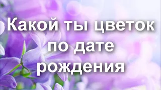 Какой ты цветок по дате рождения