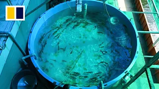 Singapore floats high-tech fish farm to meet food demands