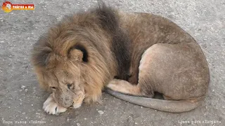 Рык львов прямо под ногами! Начались вечерние переклички! Тайган. Lions life in Taigan.