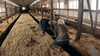 Tie stall barn troubles, time to throw in the towel…