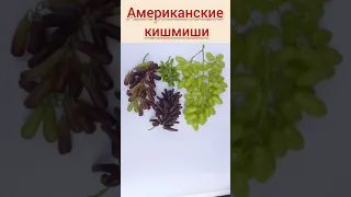 Американские кишмиши. Наглядное сравнение