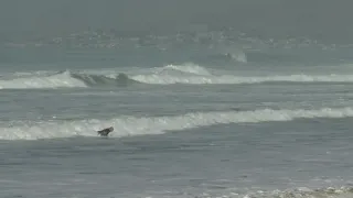 Large waves in Morro Bay bring surfers from out of town to the beach