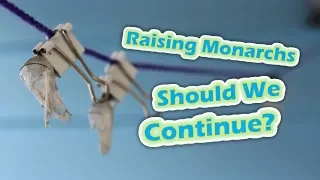 Raising Monarchs - Should We Continue? (Help The Monarch Butterfly)