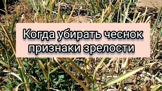 Когда убирать чеснок, признаки зрелости When to remove garlic, signs of maturity