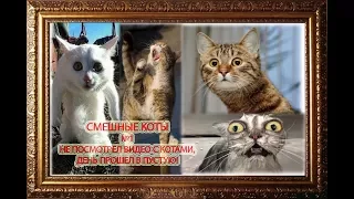 Приколы с котами 2018 ПОДБОРКА ЛУЧШЕЕ!