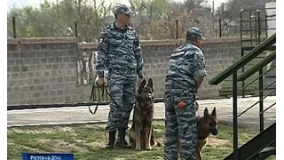 Острый нюх на страже закона: кинологи рассказали, как учат собак-полицейских