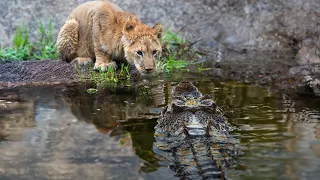 15 Tragic Moments! Crocodile Attacks a Lion Cub in Stealth