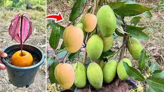 How to propagating mango tree in oranges get fast fruit 100% | Grafting Mango Tree