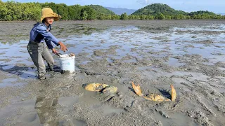 Amazing Catching Giant Mud Crabs at The Sea  after Water Low Tide