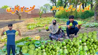 Alhamdulillah 😍 Mehnat Rang Laae 🤲 Ghar Ki Tazaa sabzi || Zaini Baji