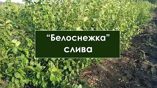 Белоснежка слива