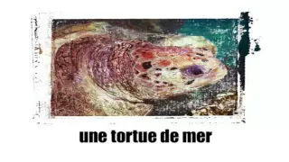 French words with pictures #  The animals - Episode 8