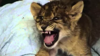 Lion Cub Gives Us His Best Roar