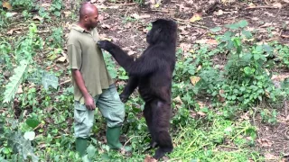 Senkwekwe Center, Rumangabo, Virunga National Park, DR Congo.