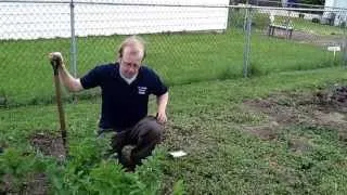Parsnips 101 - Plant to Harvest - The Wisconsin Vegetable Gardener Straight to the Point