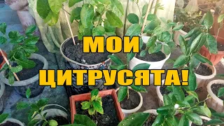 Выращивание цитрусов- лимонов,мандаринов кумкватов. Обзор моих цитрусят. Формировка кроны.