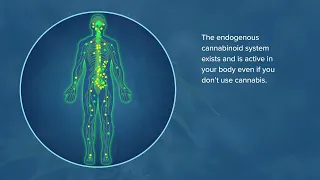 What is the endogenous cannabinoid system?