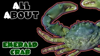 All About The Emerald Crab