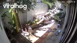 Man Narrowly Avoids Being Crushed by Falling Tree || ViralHog