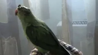 Ожереловый попугай Кузя после душа