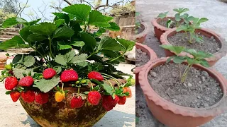 স্ট্রবেরি ফল চাষের জন‍্য মাটি তৈরী/strawberry cultivate soil/agriculture/strawberry.