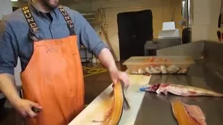 Filleting Lake Trout