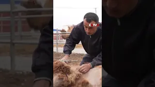 Herdsmen in Xinjiang Busy Trimming Camel Hair to Prevent Summer Heat and for Market Sales