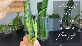 How and when to remove snake plant pups