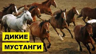 Лошади Мустанг особенности породы | Коневодство | лошади породы Мустанг