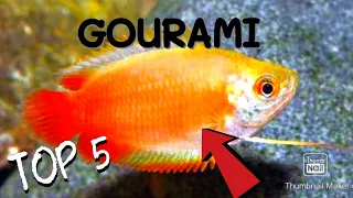 5 important things that you should know when keeping a HONEY GOURAMI