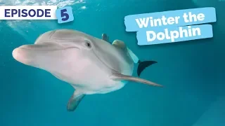 Winter Inspires – Winter the Dolphin: Saving Winter – Episode 5