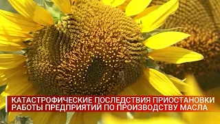 КАТАСТРОФИЧЕСКИЕ ПОСЛЕДСТВИЯ ПРИОСТАНОВКИ РАБОТЫ ПРЕДПРИЯТИЙ ПО ПРОИЗВОДСТВУ МАСЛА