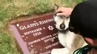 Собака плачет на могиле хозяина! Очень трогательное видео о преданности к человеку! смотреть всем!