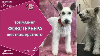 Тримминг фокстерьера жесткошерстного, Видео #1. Зоосалон у Мишки. Уроки груминга.