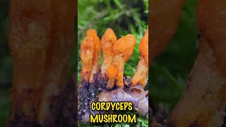 Cordyceps Mushroom Amazing Health Benefits