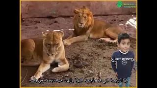 أسد يأكل⚠️طفل في فلسطين في حديقة الحيوان في غزة #معلومة_وقصة