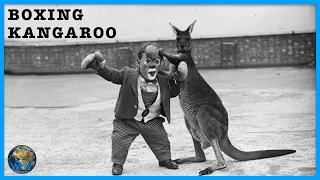 The Dark History of Boxing Kangaroos