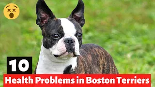 What are the 10 Most Common Boston Terrier Health Problems