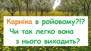 Карніка ACA в ройовому? Чи виходить вона з нього так легко? Ч.1