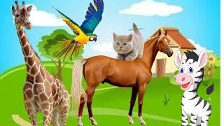 Farm Animal Moments: Zebra, Parrot, Tiger, Pig, Rabbit, Cow, Duck - Animal Sounds