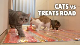 Cats vs Treats Road