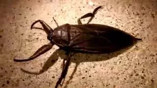 Minnesota Giant Water Bug 'Lethocerus americanus' aka "Toe Biter"