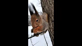 Белка на тонкой веточке / Squirrel on a thin twig